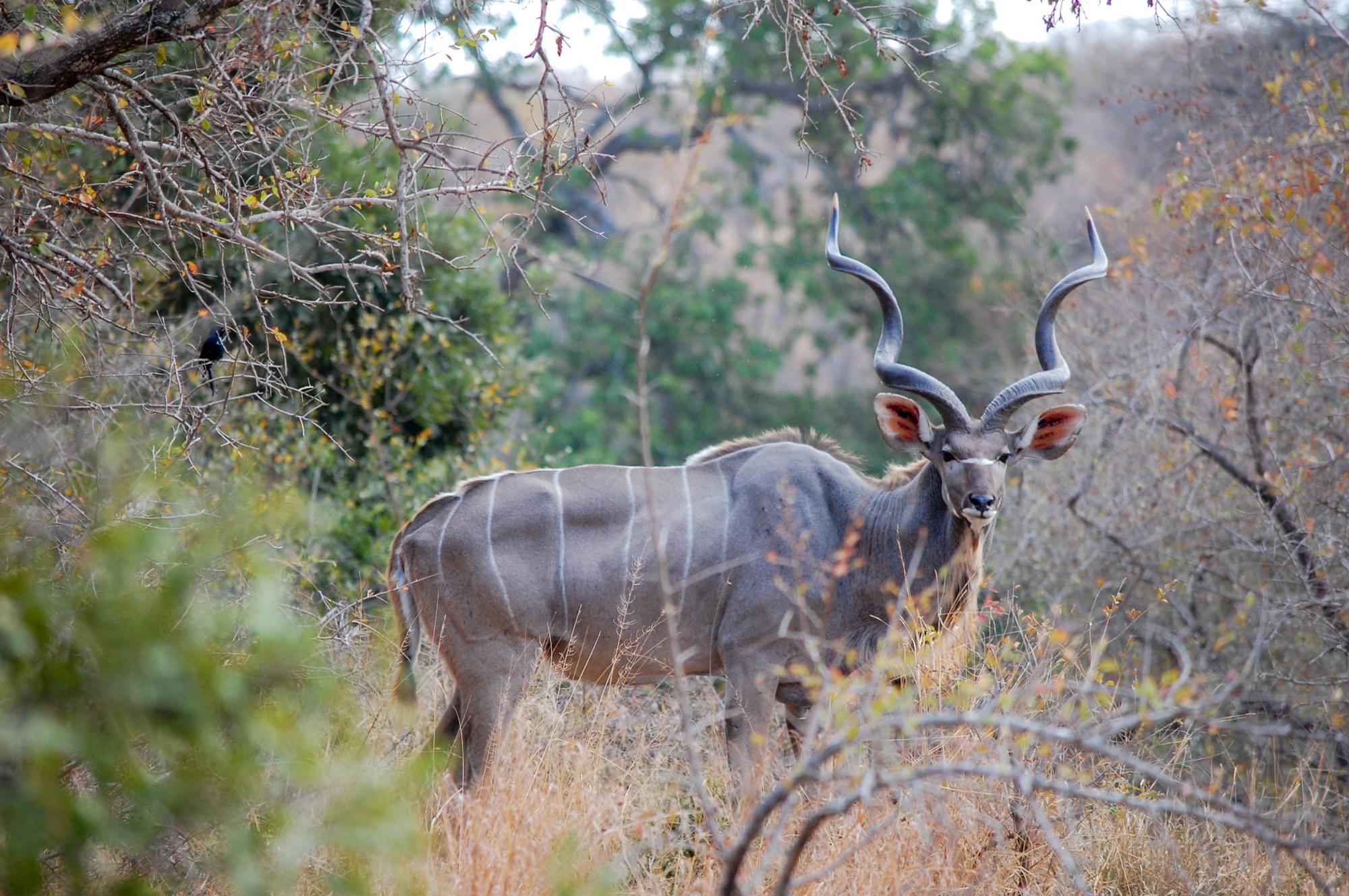 20120730   Sudafrica 0457